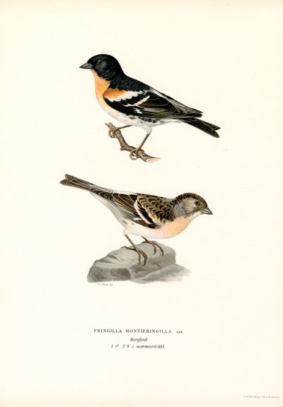 Fjellfink (farge litho) av Magnus Ferdinand and Wilhelm von Wright