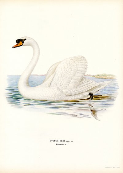 Mute Swan (farge litho) av Magnus Ferdinand and Wilhelm von Wright