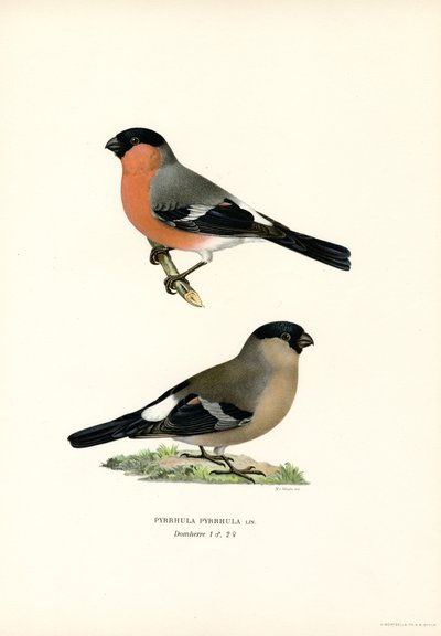 Nord-eurasisk oksefink (farge litho) av Magnus Ferdinand and Wilhelm von Wright