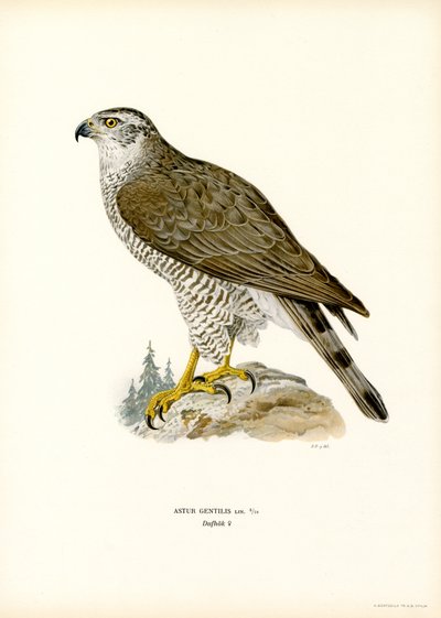 Northern Goshawk (farge litho) av Magnus Ferdinand and Wilhelm von Wright