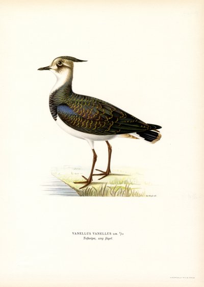 Nordvippe (farge litho) av Magnus Ferdinand and Wilhelm von Wright