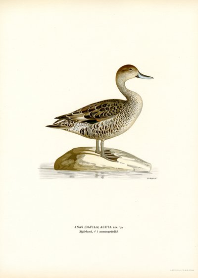 Northern Pintail (farge litho) av Magnus Ferdinand and Wilhelm von Wright