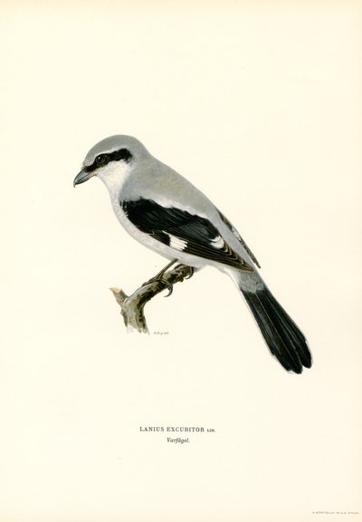 Northern Shrike (farge litho) av Magnus Ferdinand and Wilhelm von Wright