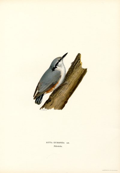 Nuthatch (fargemedlemmer) av Magnus Ferdinand and Wilhelm von Wright
