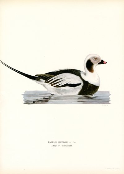 Oldsquaw Duck (farge litho) av Magnus Ferdinand and Wilhelm von Wright