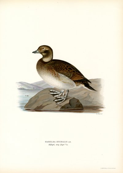 Oldsquaw Duck (farge litho) av Magnus Ferdinand and Wilhelm von Wright