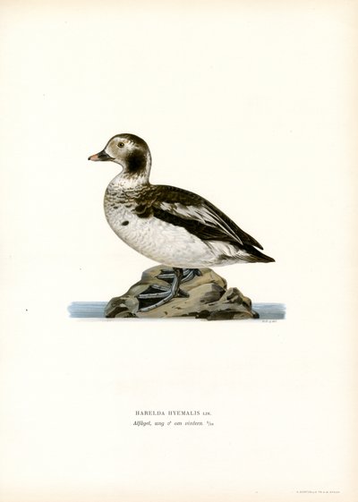Oldsquaw Duck (farge litho) av Magnus Ferdinand and Wilhelm von Wright