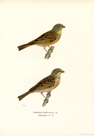 Ortolan Bunting (farge litho) av Magnus Ferdinand and Wilhelm von Wright