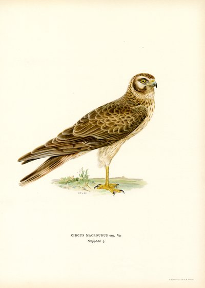 Pallid Harrier (farge litho) av Magnus Ferdinand and Wilhelm von Wright