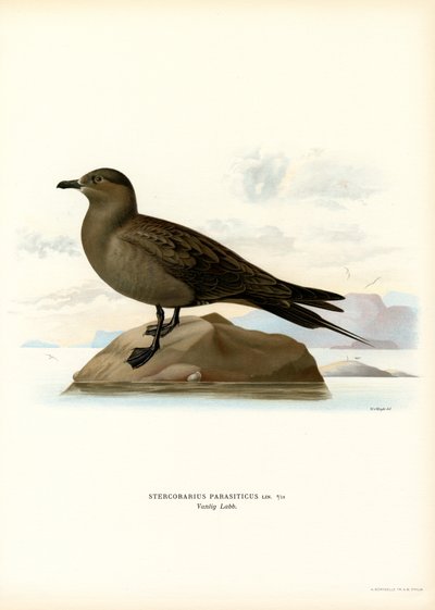Parasittisk Jaeger (farge litho) av Magnus Ferdinand and Wilhelm von Wright