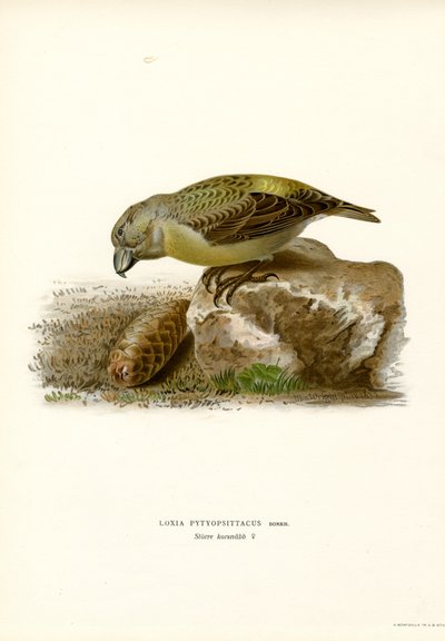 Papegøyekorsnebb (farge litho) av Magnus Ferdinand and Wilhelm von Wright