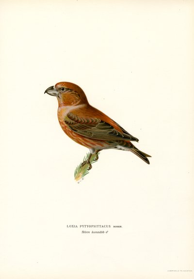 Papegøyekorsnebb (farge litho) av Magnus Ferdinand and Wilhelm von Wright
