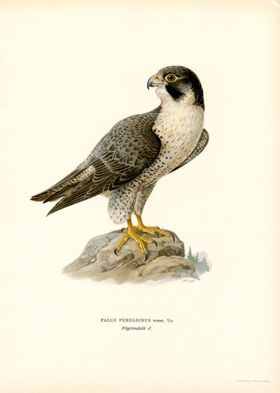 vandrefalk (farge litho) av Magnus Ferdinand and Wilhelm von Wright