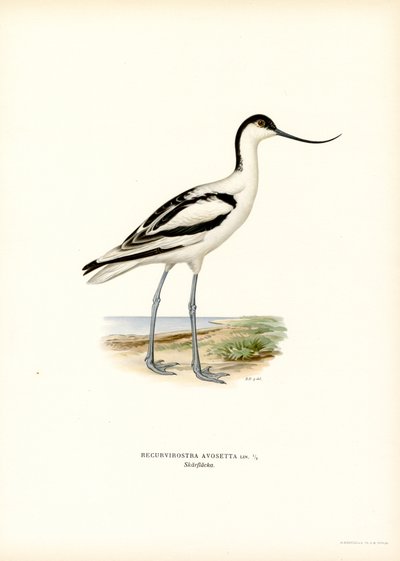 Pied Avocet (farge litho) av Magnus Ferdinand and Wilhelm von Wright