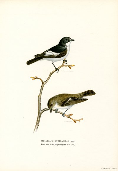 Pied Fluesnapper (farge litho) av Magnus Ferdinand and Wilhelm von Wright