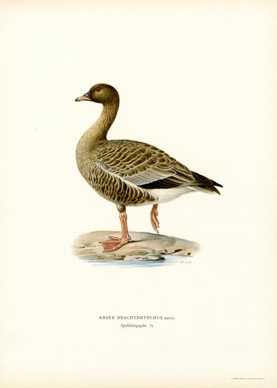 Rosafotgås (farge litho) av Magnus Ferdinand and Wilhelm von Wright