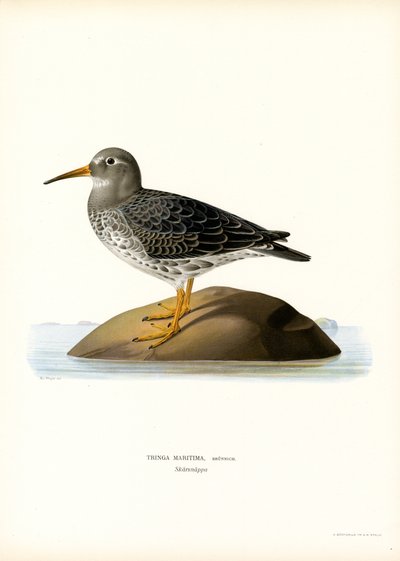 Lilla Sandpiper (farge litho) av Magnus Ferdinand and Wilhelm von Wright