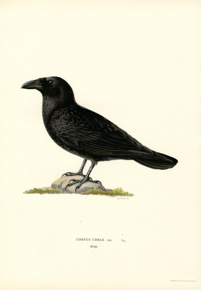 Ravn (farge litho) av Magnus Ferdinand and Wilhelm von Wright