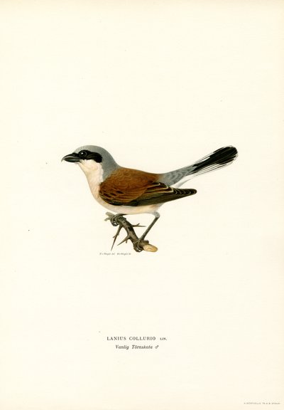 Rødrygget Shrike (farge litho) av Magnus Ferdinand and Wilhelm von Wright