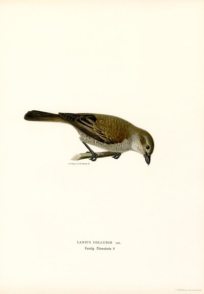 Rødrygget Shrike (farge litho) av Magnus Ferdinand and Wilhelm von Wright
