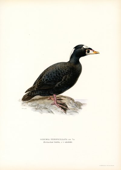 Rødnebbsnebb (farge litho) av Magnus Ferdinand and Wilhelm von Wright
