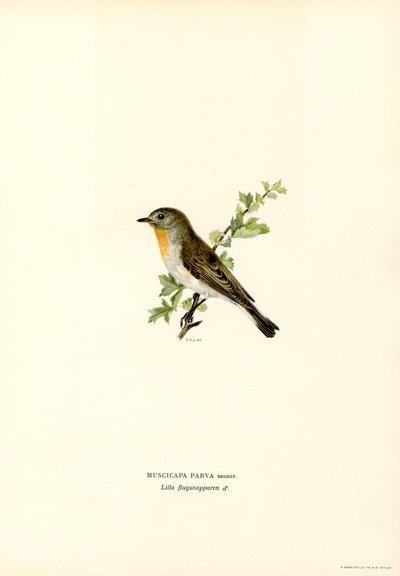 Rødbrystet fluesnapper (farge litho) av Magnus Ferdinand and Wilhelm von Wright