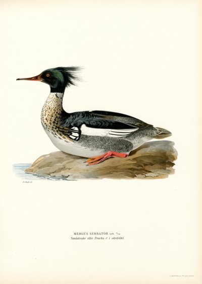 Rødbryst Merganser (farge litho) av Magnus Ferdinand and Wilhelm von Wright