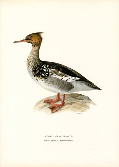 Rødbryst Merganser (farge litho) av Magnus Ferdinand and Wilhelm von Wright