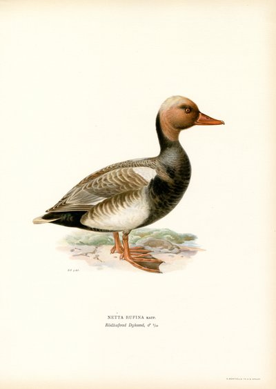 Rød-crested Duck (farge litho) av Magnus Ferdinand and Wilhelm von Wright