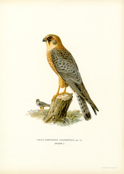 Rødfotfalk (farge litho) av Magnus Ferdinand and Wilhelm von Wright