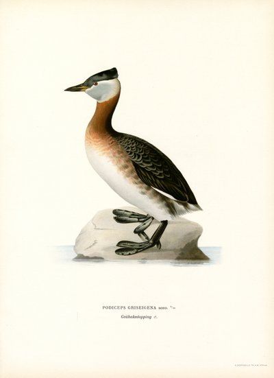 Rødhalset lappedykker (farge litho) av Magnus Ferdinand and Wilhelm von Wright