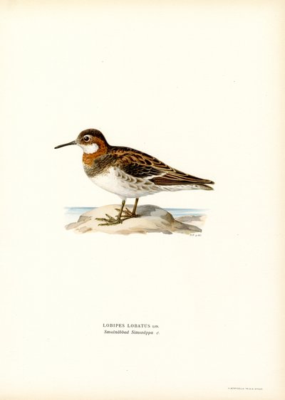 Rødhalset Phalarope (farge litho) av Magnus Ferdinand and Wilhelm von Wright