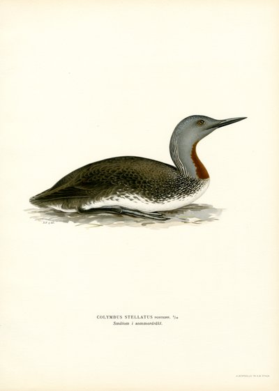 Rødstrupedykker (farge litho) av Magnus Ferdinand and Wilhelm von Wright