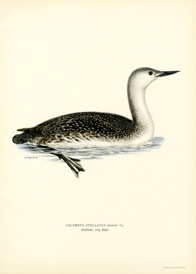 Rødstrupedykker (farge litho) av Magnus Ferdinand and Wilhelm von Wright