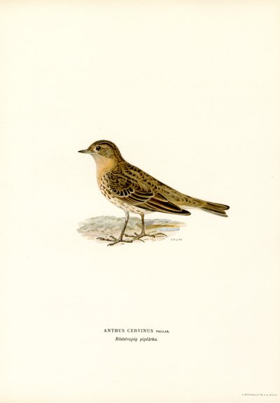 Rødstrupepiper (farge litho) av Magnus Ferdinand and Wilhelm von Wright