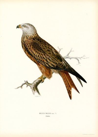 Rød drage (litho farge) av Magnus Ferdinand and Wilhelm von Wright