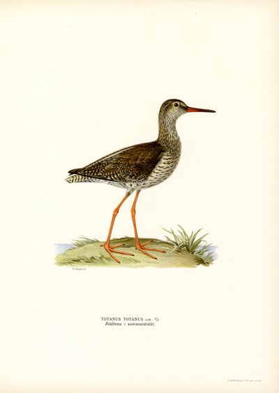 Redshank (farge litho) av Magnus Ferdinand and Wilhelm von Wright