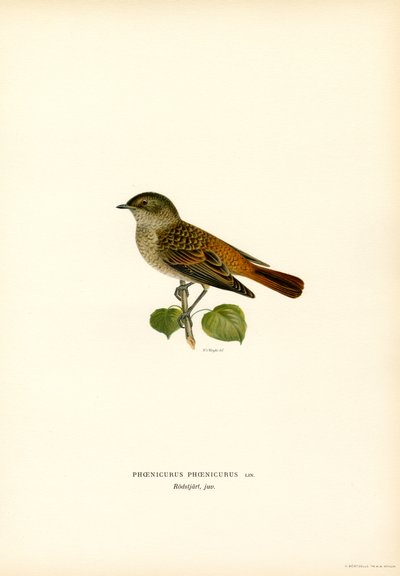 Rødstart (farge litho) av Magnus Ferdinand and Wilhelm von Wright