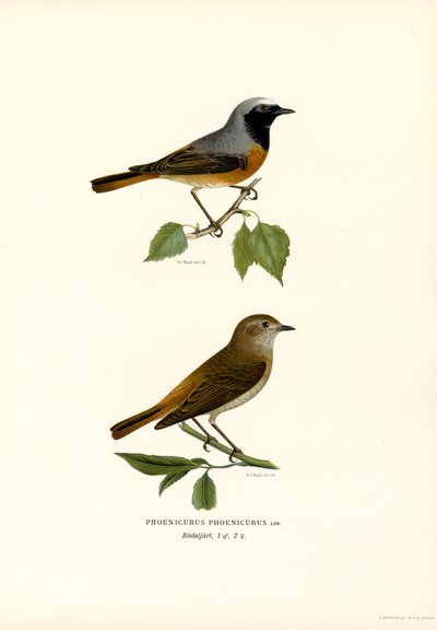 Rødstart (farge litho) av Magnus Ferdinand and Wilhelm von Wright