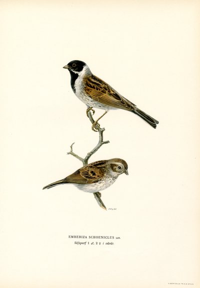 Sivspurv (farge litho) av Magnus Ferdinand and Wilhelm von Wright