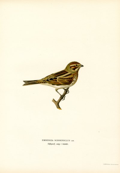 Sivspurv (farge litho) av Magnus Ferdinand and Wilhelm von Wright