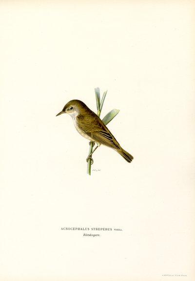 Reed Warbler (farge litho) av Magnus Ferdinand and Wilhelm von Wright