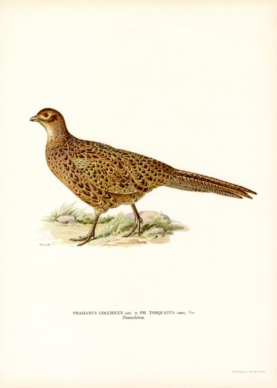 Ringhalsfasan (farge litho) av Magnus Ferdinand and Wilhelm von Wright