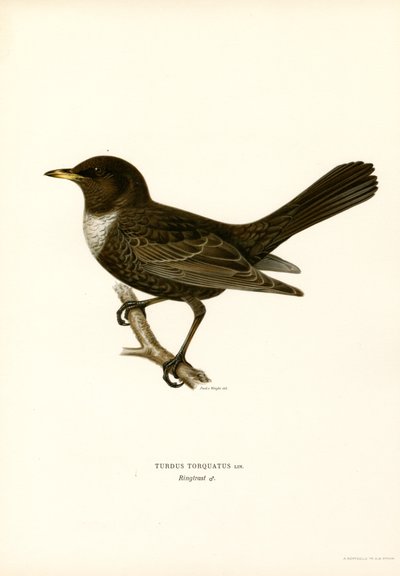 Ringtrost (farge litho) av Magnus Ferdinand and Wilhelm von Wright