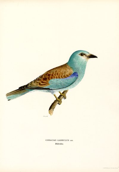 Rulle (farge litho) av Magnus Ferdinand and Wilhelm von Wright