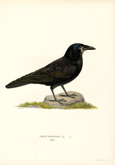 Rook (farge litho) av Magnus Ferdinand and Wilhelm von Wright
