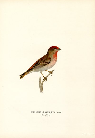 Rosefinch (farge litho) av Magnus Ferdinand and Wilhelm von Wright