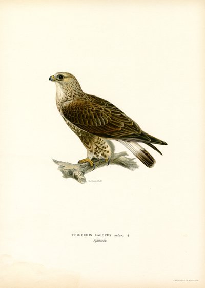 Buzzard med røff ben (litho i farge) av Magnus Ferdinand and Wilhelm von Wright