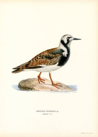 Ruddy Turnstone (farge litho) av Magnus Ferdinand and Wilhelm von Wright