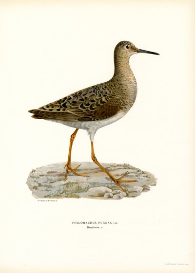 Ruff (farge litho) av Magnus Ferdinand and Wilhelm von Wright